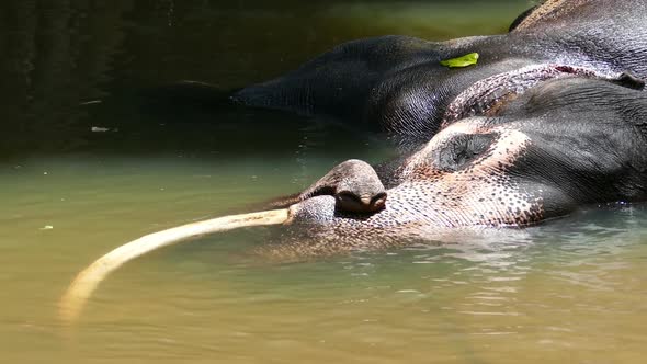 Elephant Is Lying In River In Sri Lanka 2