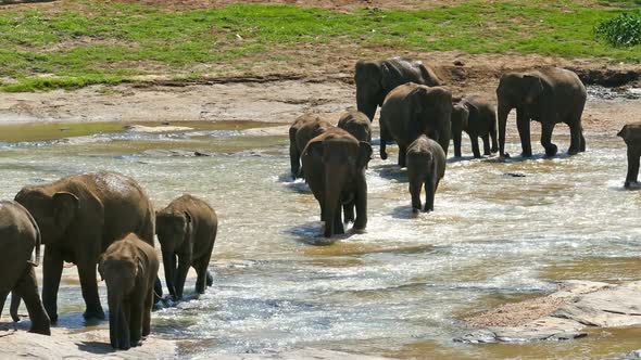 Elephants In The River - Sri Lanka 12