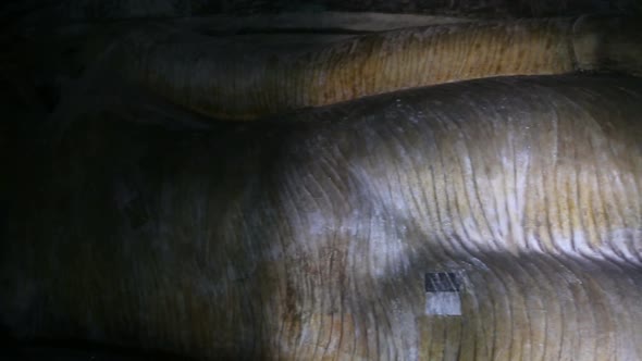 Lying Buddha Statue In Dambulla Cave Temple, Sril Lanka 1