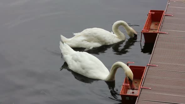 Swan Feeding On Lake 2