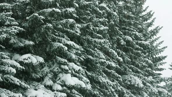 Snow-Covered Fir And Snow 7