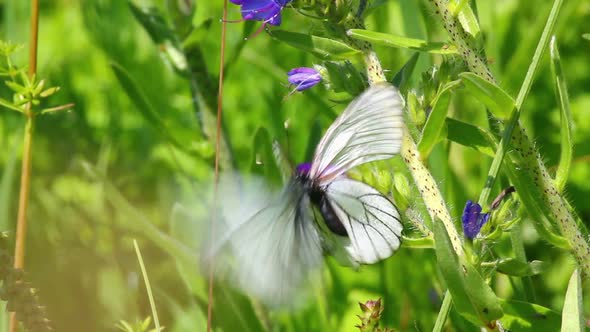 White Butterflies Copulate On Flower - Aporia Crataegi 1