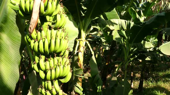 Banana Tree Plantation In Egypt