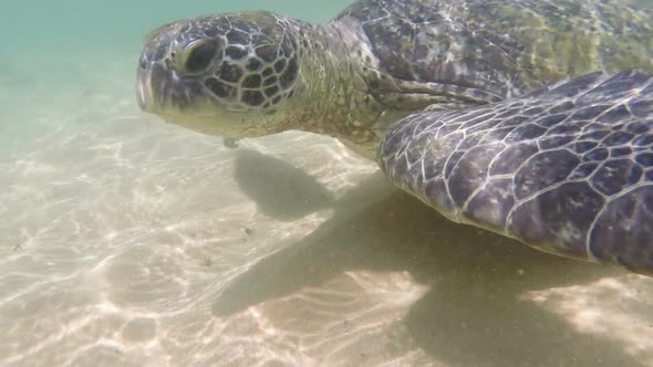 Large Sea Turtle Underwater 4