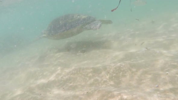 Large Sea Turtle Underwater 5