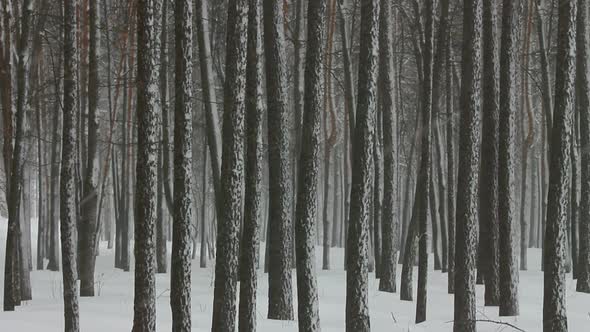 Snowfall In Winter Forest 4