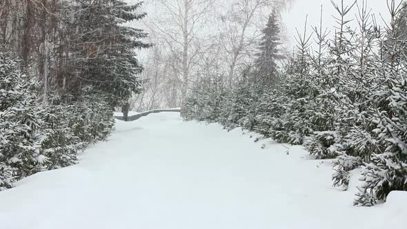 Snowfall In Winter Park 3