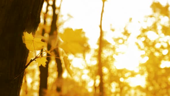 Yellow Leaf On Autumn Trees In Wind