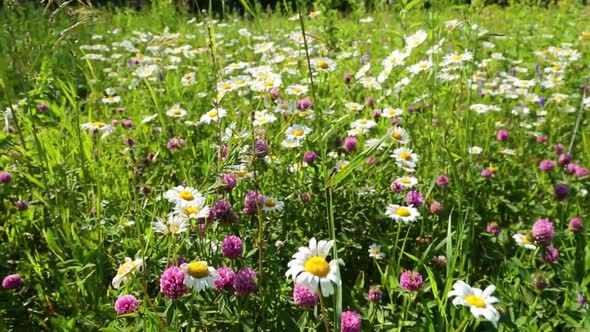 Walking Through A Blossoming Meadow  Daisies 2