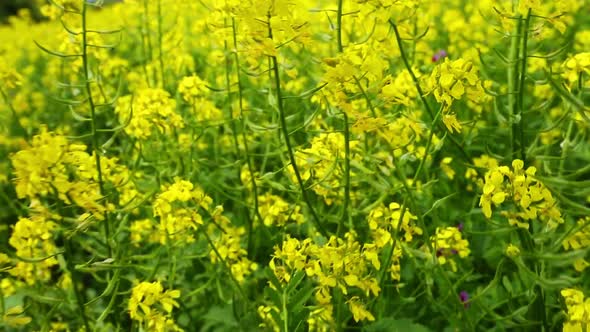 Walking Through Flowering Rapeseed Field 2