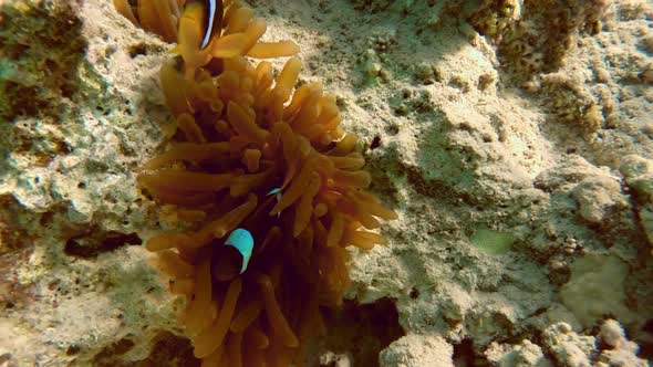 Clownfish Shelters And Anemone On A Tropical Coral Reef In Red Sea 2