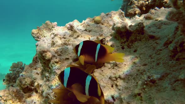 Clownfish Shelters And Anemone On A Tropical Coral Reef In Red Sea 3