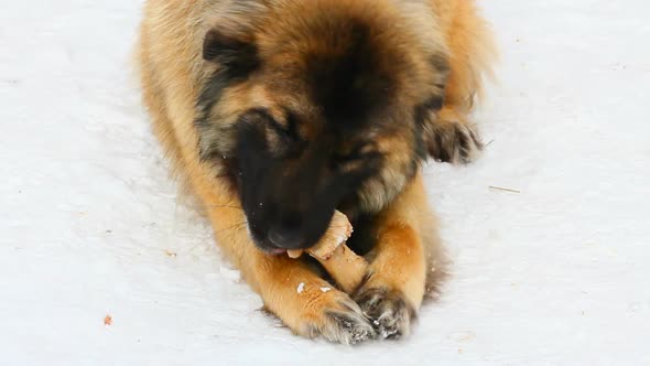 Dog Eating Bone At Winter 1