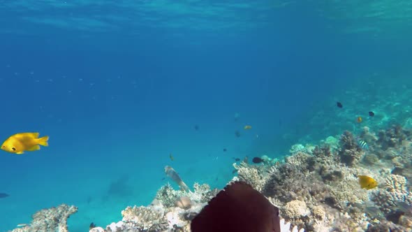 Many Fish Swim Among Corals In The Red Sea - Egypt 8