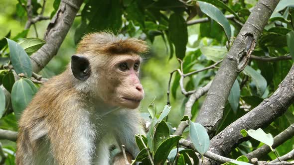 Monkey Macaque Sitting On Tree In Sri Lanka 1