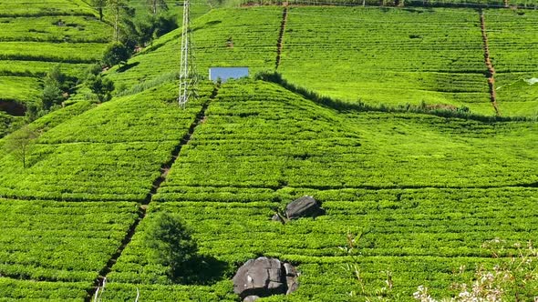 Panorama Of Mountain Tea Plantation In Sri Lanka 1