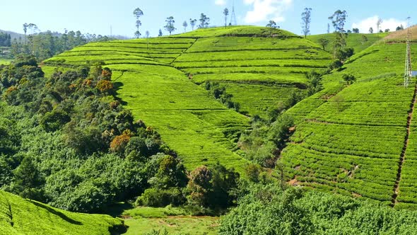 Panorama Of Mountain Tea Plantation In Sri Lanka 3