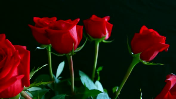 Red Rose  Water Drops Whirling On Black