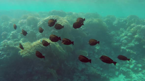 School Of Zebrasoma Fish Swims Underwater In The Red Sea