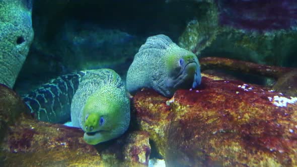 Two Large Moray Underwater Closeup 1