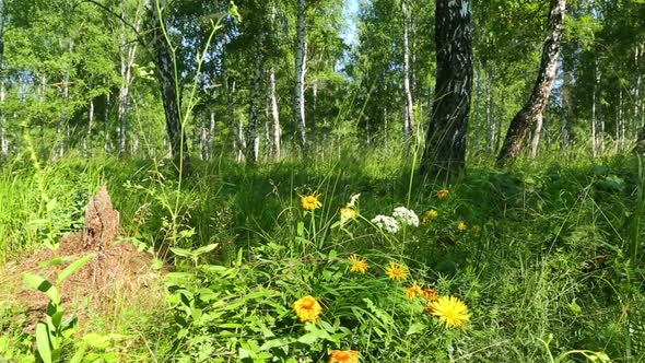 Wild Flowers In The Forest - Slider Dolly Shot