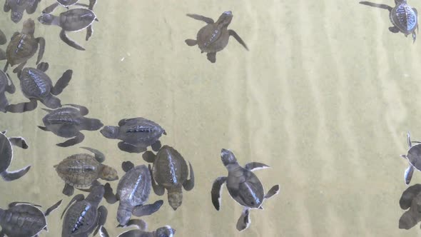 Baby Turtles Swimming In Turtle Hatchery - Sri Lanka 1