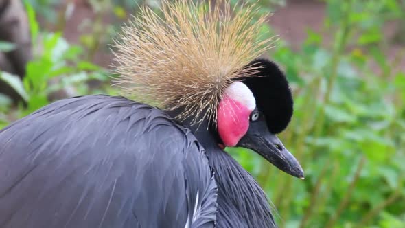 Black Crested Heron