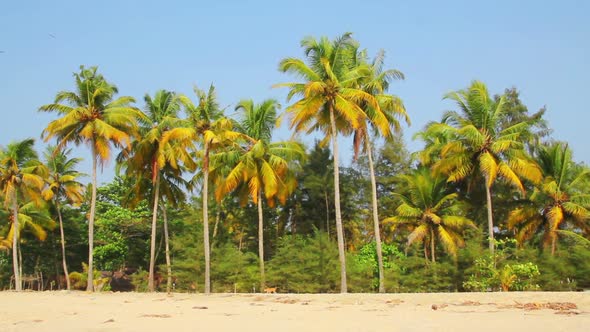 Coconut Palms Under Blue Sky 1