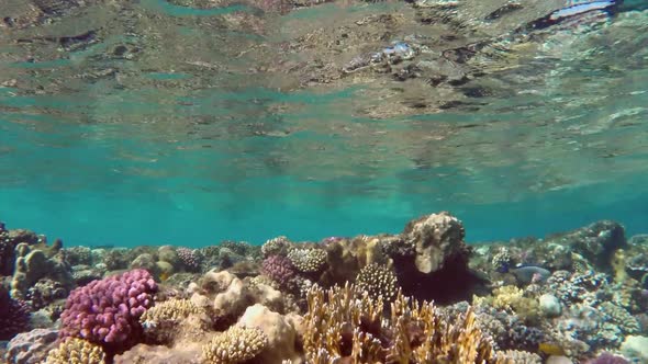 Many Surgeon Fish Swims Among The Corals In The Red Sea