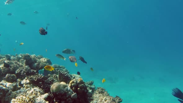 Daisy Parrotfish (Chlorurus Sordidus) In The Red Sea, Egypt