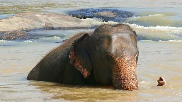 Elephant Is Bathing In The River In Sri Lanka 2