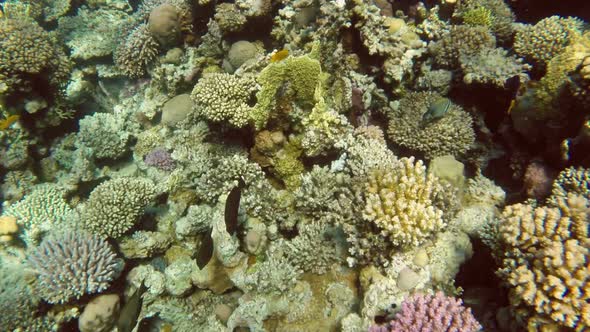 Fish Swim Among Corals In The Red Sea - Egypt 7