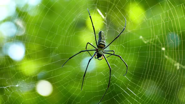 Spider On The Web Macro 1