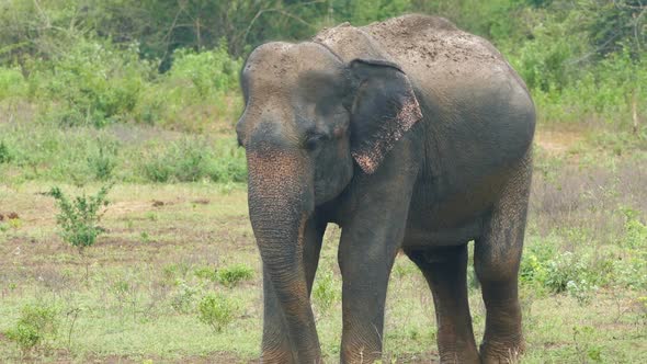 Wild Indian Elephant Raises The Trunk 1