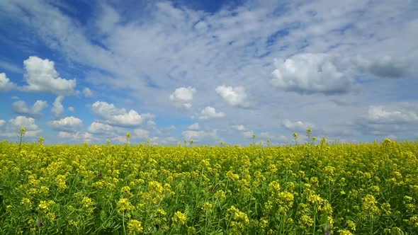 Beautiful Flowering Rapeseed Field Under Blue Sky - Slider Dolly Shot 2