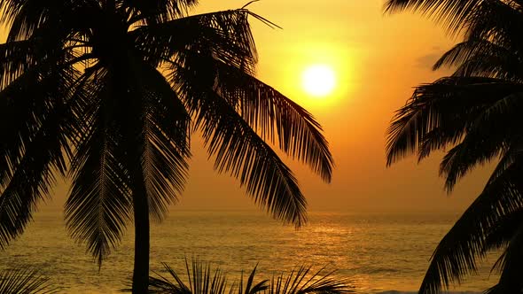 Beautiful Landscape  Tropical Sea Sunset And Palm On Foreground -  Zoom