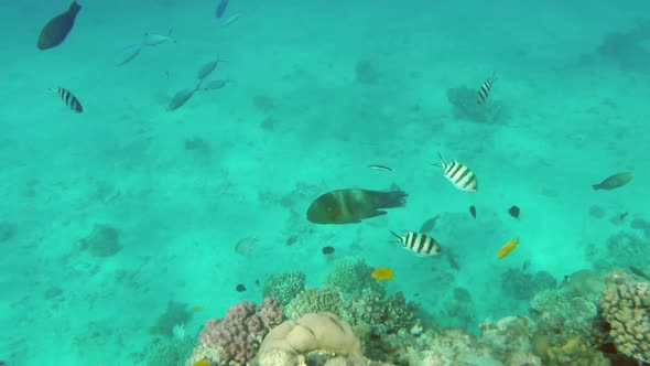 Broomtail Wrasse Fish Swim On Coral Reef In The Red Sea