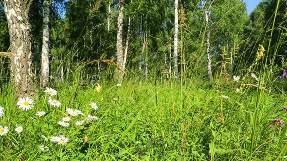 Chamomile In The Forest - Slider Dolly Shot