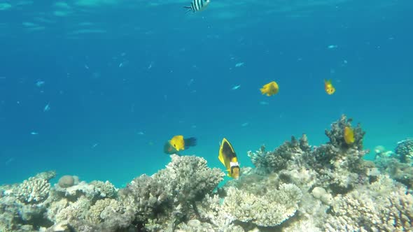 Coral And Fish In The Red Sea - Egypt 6