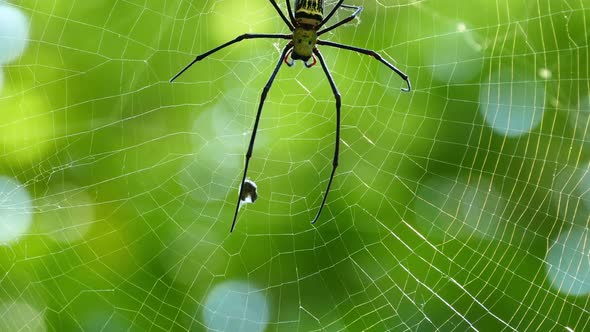 Spider Eating On The Web Macro