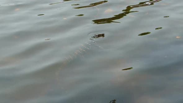 Sequence Of Lizard In Water