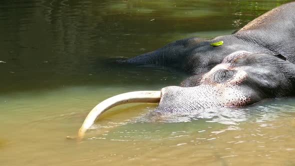 Elephant Is Lying In River In Sri Lanka 1