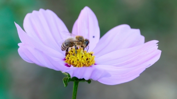 Bee On a Cosmos Flower