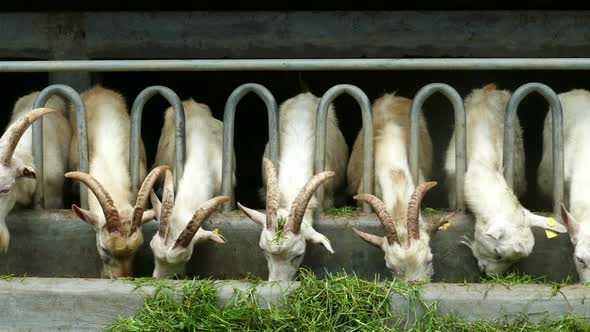 White Goats Eating Grass On The Farm 1