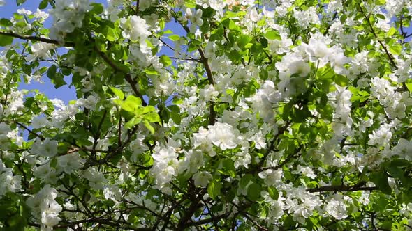 Blossom Apple Tree Branches - Slider Dolly Shot 2