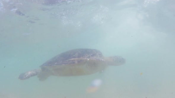 Large Sea Turtle Underwater 2