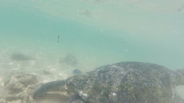 Large Sea Turtle Underwater 3