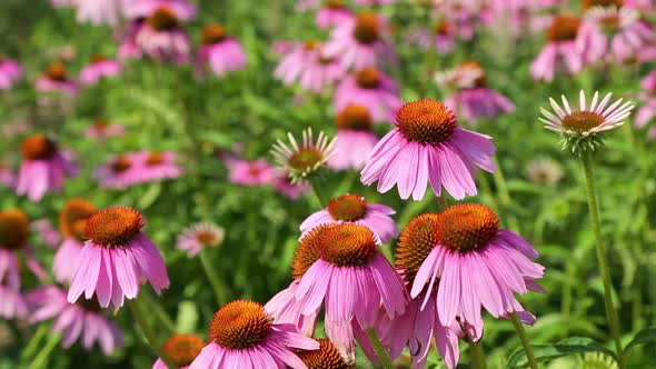 Bees Collect Nectar From The Flowers Of Echinacea Purpurea