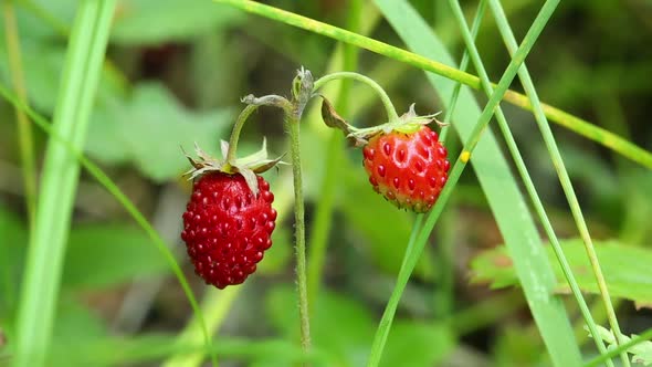 Wild Strawberry 1