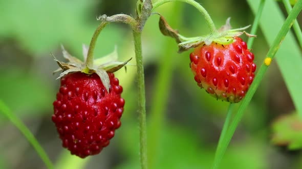 Wild Strawberry Macro